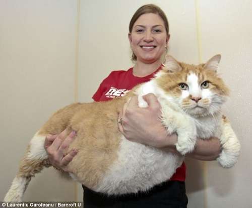بزرگترین و چاق ترین گربه جهان /تصاویر
