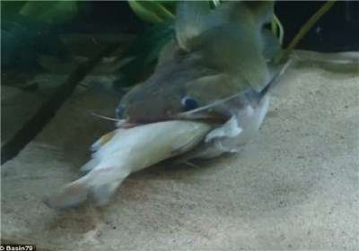 بلعیدن یکباره ماهی بزرگ توسط یک گربه ماهی