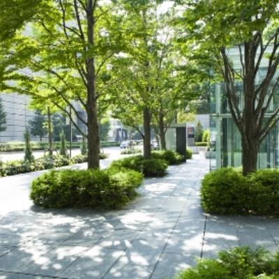 چگونه درختان شهری سالم تر می‌سازند