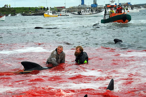 قتل عام نهنگ ها!