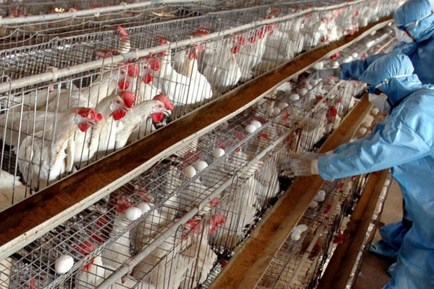 وضعیت ابتلای انسان به آنفلوانزای پرندگان/هشدار به افراد در خطر آنفلوآنزای پرندگان