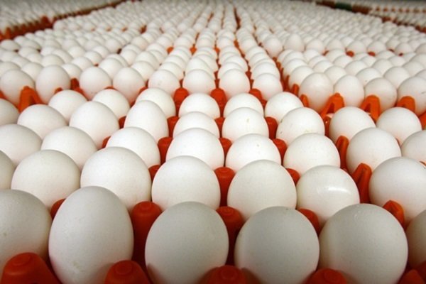جمعیت مرغ‌های معدومی از ۲۷ میلیون قطعه گذشت
