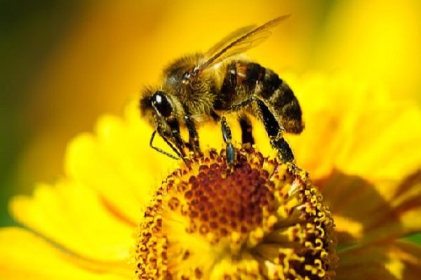 نژاد زنبور اصلاح شد/ افزایش تولید عسل از زنبورهای بومی