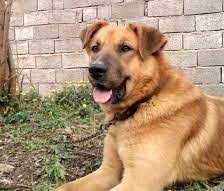 ضرب و شتم و کشتن فجیع یک سگ در انبار برنجکوبی/ دستگیری 3 نفر