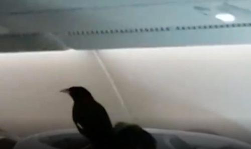 پرنده‌ باکلاس مسافر ویژه لندن به سنگاپور! /تصاویر