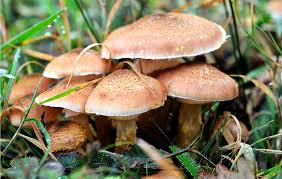 قارچ‌های سمی چه نشانه‌هایی دارند؟