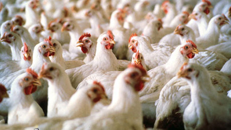 پاسخ وزارت بهداشت به اخباری درباره شیوع آنفلوآنزای پرندگان در آذربایجان شرقی