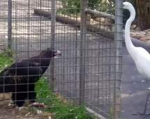 طعمه گذاری یک عقاب در قفس برای شکار